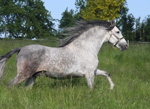 autotour cheval andalou pre