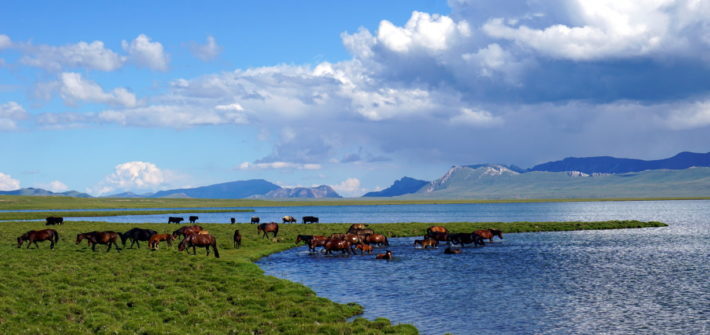 chevaux lac song kol Kirghizstan