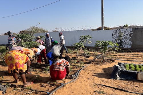 cultiver jardin toubab dialaw senegal
