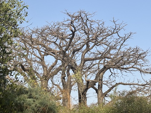 ecotourisme senegal