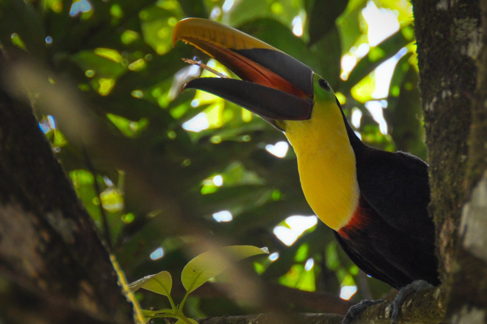 Découverte de la faune du Costa Rica : le toucan
