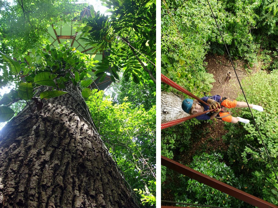 Arbre cabane au Costa Rica