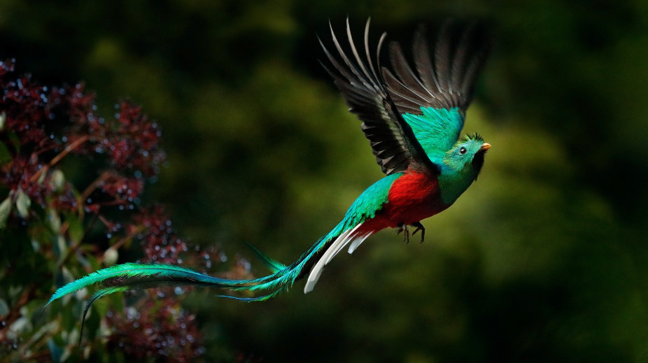 Faune oiseau Costa Rica - L'Heure Vagabonde