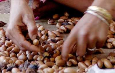 argan graines maroc