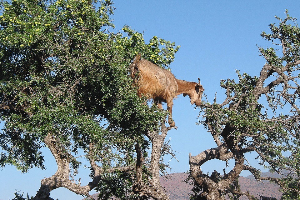 arganier maroc chevres