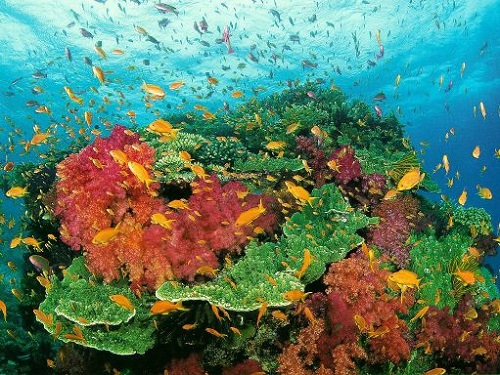 plongee coraux philippines