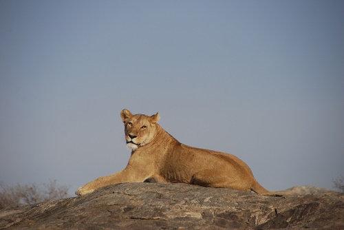 tanzanie avis voyage safari 01