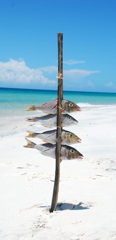 tanzanie mafia fish