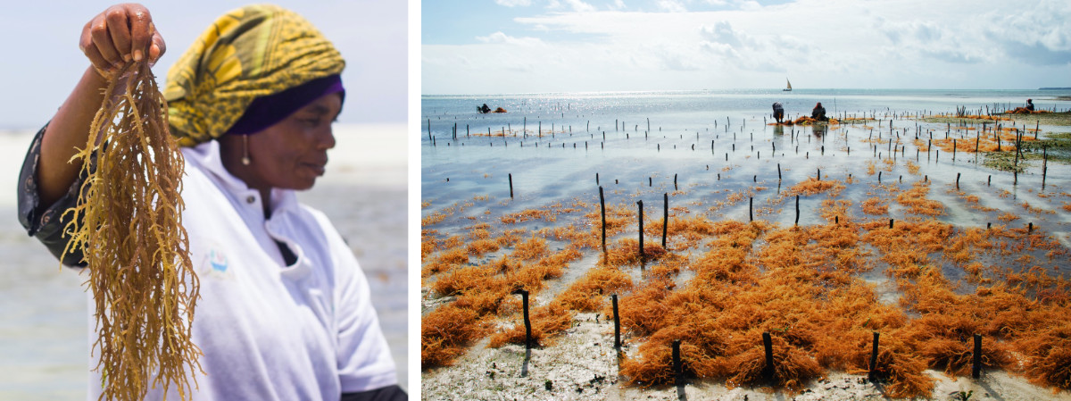 tanzanie zanzibar peche algues