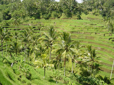 Bali Rice Terrace