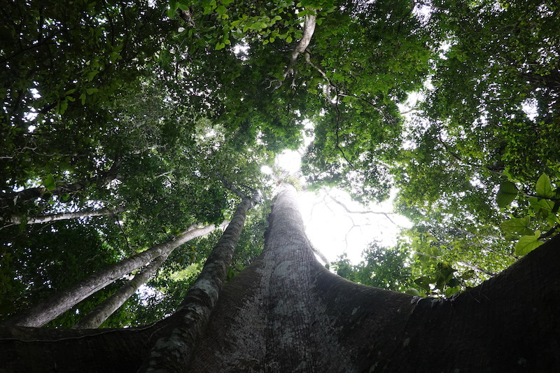 jungle amazonienne colombie