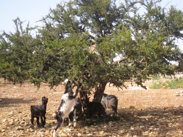 sejour arganier essaouira